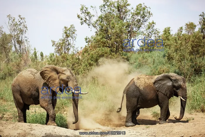 : African Elephant (Loxodonta africana). So-called desert elep : African Elephant (Loxodonta africana). So-called desert elep