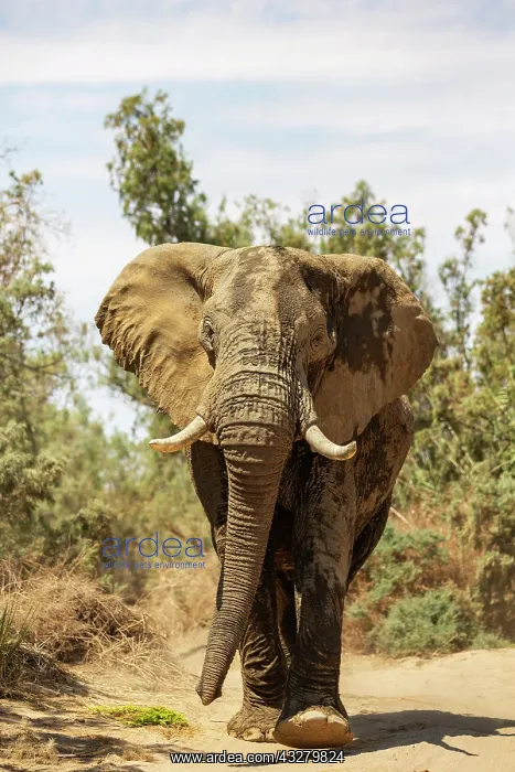 : African Elephant (Loxodonta africana). So-called desert elep : African Elephant (Loxodonta africana). So-called desert elep