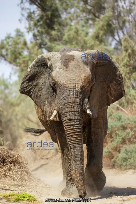 : African Elephant (Loxodonta africana). So-called desert elep : African Elephant (Loxodonta africana). So-called desert elep