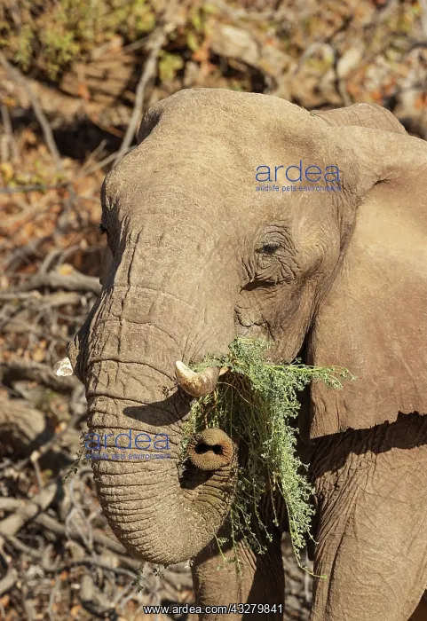 : African Elephant (Loxodonta africana). So-called desert elep : African Elephant (Loxodonta africana). So-called desert elep