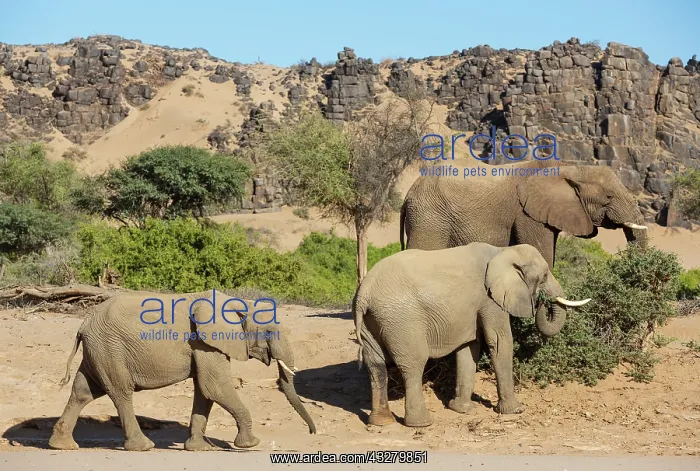 : African Elephant (Loxodonta africana). So-called desert elep : African Elephant (Loxodonta africana). So-called desert elep