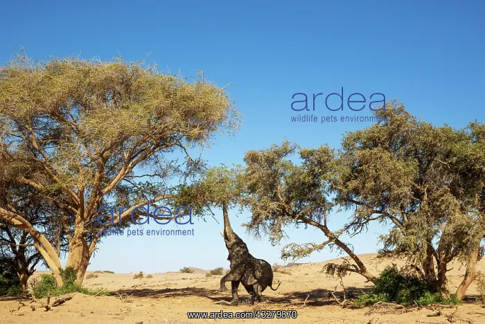 : African Elephant (Loxodonta africana). So-called desert elep : African Elephant (Loxodonta africana). So-called desert elep