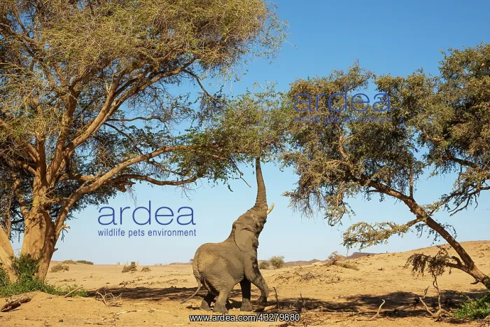: African Elephant (Loxodonta africana). So-called desert elep : African Elephant (Loxodonta africana). So-called desert elep