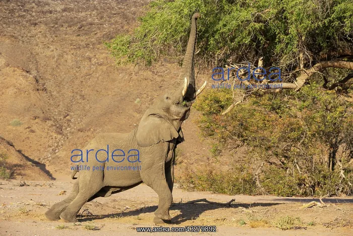 : African Elephant (Loxodonta africana). So-called desert elep : African Elephant (Loxodonta africana). So-called desert elep