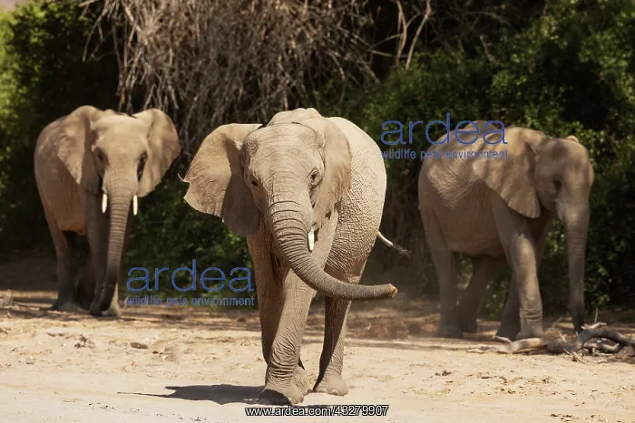 : African Elephant (Loxodonta africana). So-called desert elep : African Elephant (Loxodonta africana). So-called desert elep