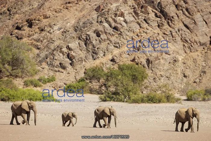 : African Elephant (Loxodonta africana). So-called desert elep : African Elephant (Loxodonta africana). So-called desert elep