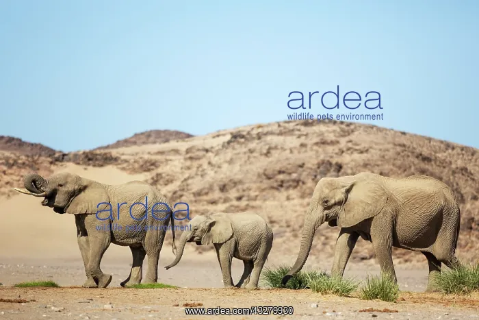 : African Elephant (Loxodonta africana). So-called desert elep : African Elephant (Loxodonta africana). So-called desert elep