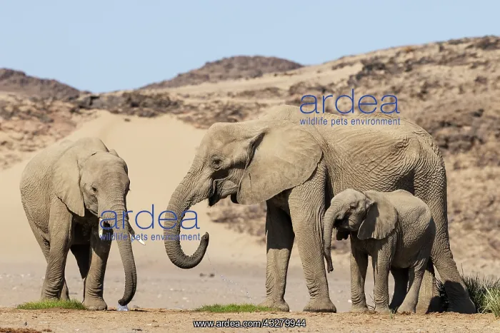 : African Elephant (Loxodonta africana). So-called desert elep : African Elephant (Loxodonta africana). So-called desert elep