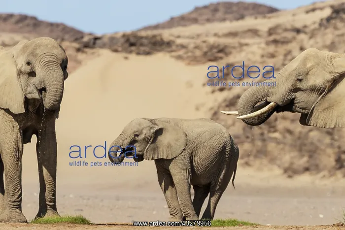: African Elephant (Loxodonta africana). So-called desert elep : African Elephant (Loxodonta africana). So-called desert elep