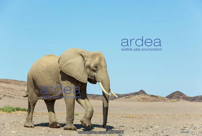 : African Elephant (Loxodonta africana). So-called desert elep : African Elephant (Loxodonta africana). So-called desert elep