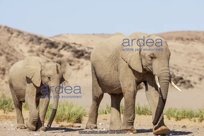: African Elephant (Loxodonta africana). So-called desert elep : African Elephant (Loxodonta africana). So-called desert elep