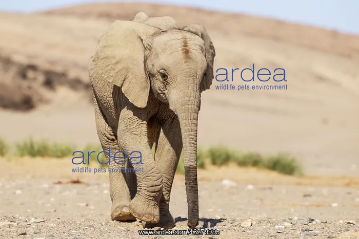 : African Elephant (Loxodonta africana). So-called desert elep : African Elephant (Loxodonta africana). So-called desert elep