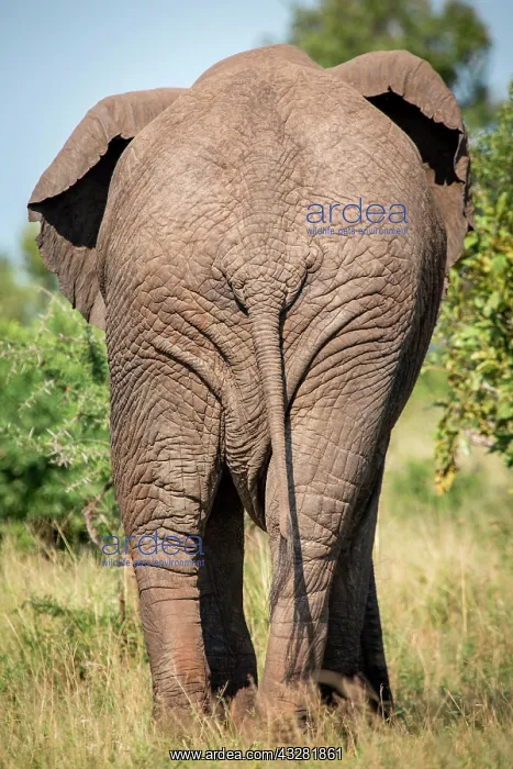 : African elephant (Loxodonta africana) from behind : African elephant (Loxodonta africana) from behind