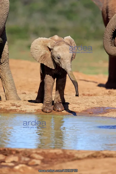 : African elephant (Loxodonta africana), young animal : African elephant (Loxodonta africana), young animal