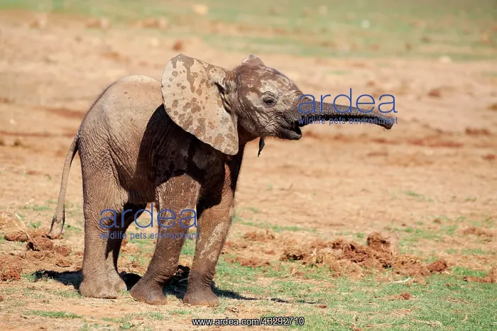 : African elephant (Loxodonta africana), young animal : African elephant (Loxodonta africana), young animal