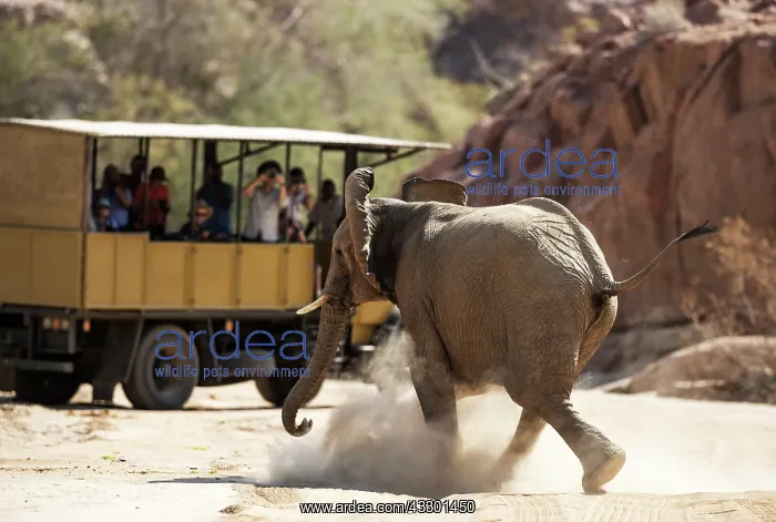 : African Elephant (Loxodonta africana). So-called desert elep : African Elephant (Loxodonta africana). So-called desert elep