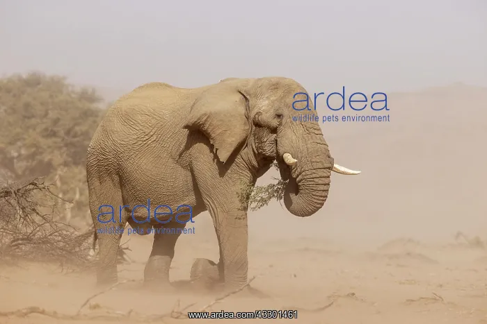 : African Elephant (Loxodonta africana). So-called desert elep : African Elephant (Loxodonta africana). So-called desert elep