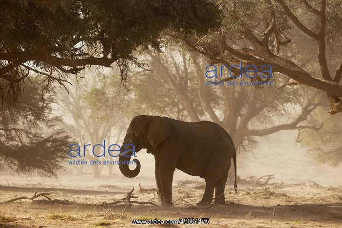 : African Elephant (Loxodonta africana). So-called desert elep : African Elephant (Loxodonta africana). So-called desert elep