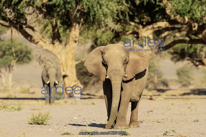 : African Elephant (Loxodonta africana). So-called desert elep : African Elephant (Loxodonta africana). So-called desert elep