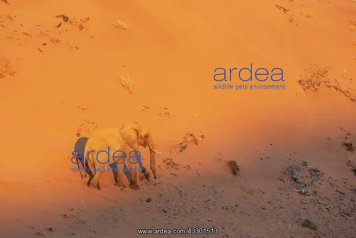 : African Elephant (Loxodonta africana). So-called desert elep : African Elephant (Loxodonta africana). So-called desert elep
