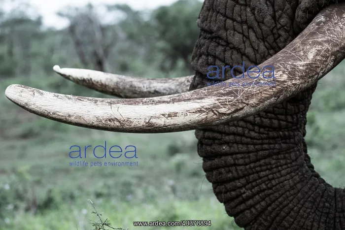 : African elephant (Loxodonta africana), tusk, Zimanga : African elephant (Loxodonta africana), tusk, Zimanga