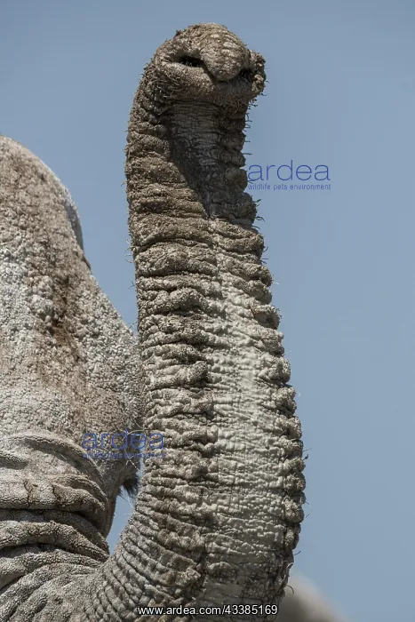 : African elephant (Loxodonta africana), trunk, Etosha : African elephant (Loxodonta africana), trunk, Etosha