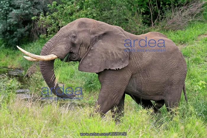 : African elephant (Loxodonta africana), adult, male, f : African elephant (Loxodonta africana), adult, male, f