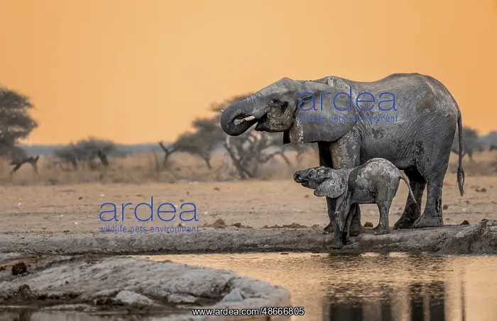  : African elephant (Loxodonta africana), mother with young