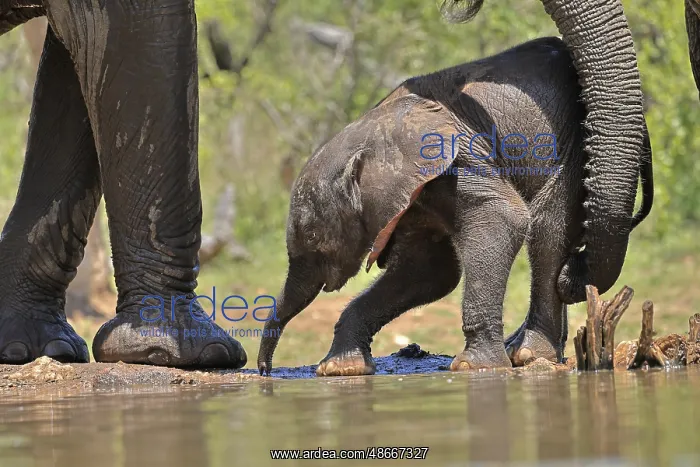 : African elephant (Loxodonta africana), young animal, with : African elephant (Loxodonta africana), young animal, with
