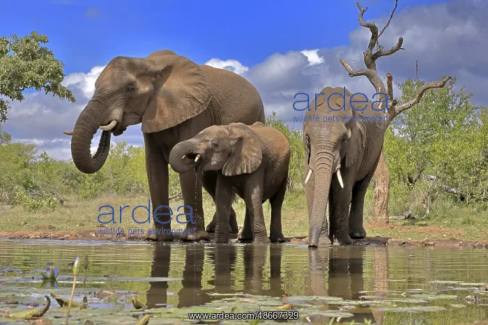 : African elephant (Loxodonta africana), adult, female : African elephant (Loxodonta africana), adult, female