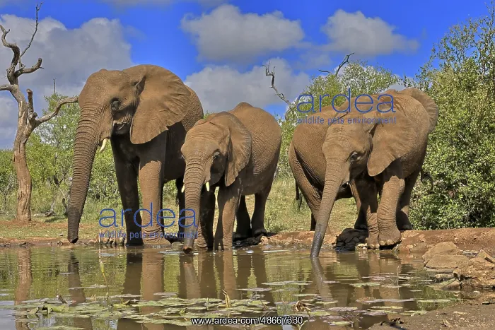 : African elephant (Loxodonta africana), adult, juvenile : African elephant (Loxodonta africana), adult, juvenile