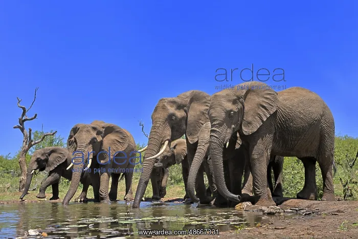 : African elephant (Loxodonta africana), adult, juvenile : African elephant (Loxodonta africana), adult, juvenile