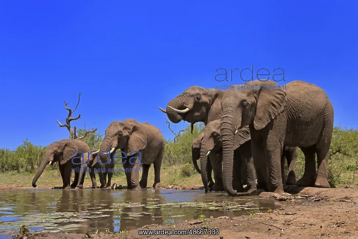 : African elephant (Loxodonta africana), adult, juvenile : African elephant (Loxodonta africana), adult, juvenile