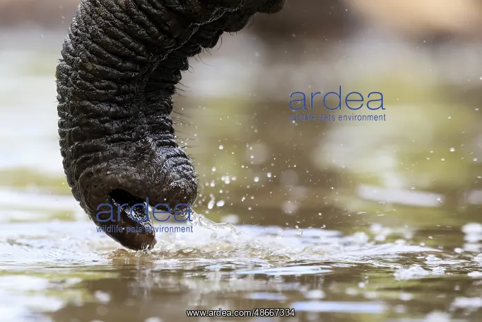 : African elephant (Loxodonta africana), adult, Ric ssell : African elephant (Loxodonta africana), adult, Ric ssell