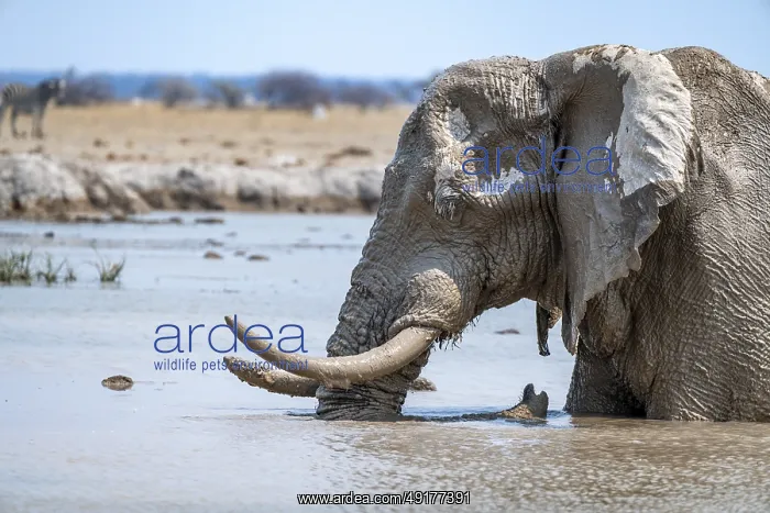 : African elephant (Loxodonta africana) : African elephant (Loxodonta africana)