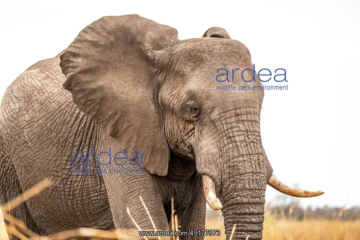 : African elephant (Loxodonta africana) : African elephant (Loxodonta africana)