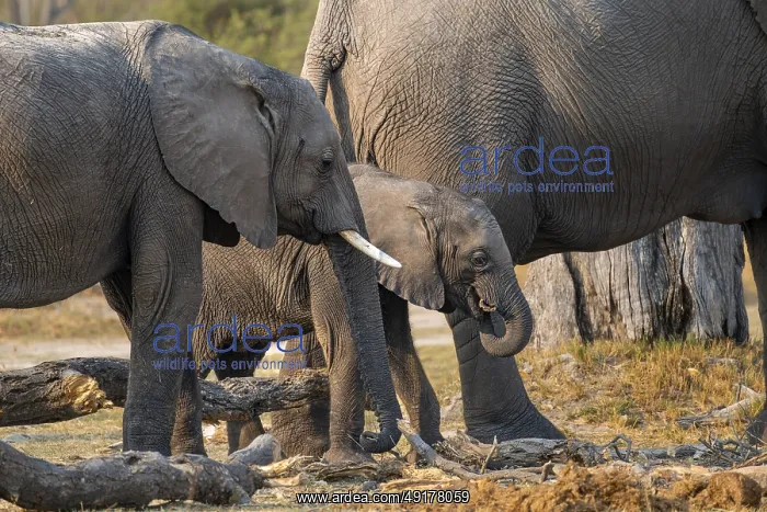 : African elephant (Loxodonta africana) : African elephant (Loxodonta africana)