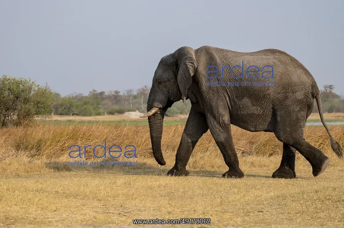 : African elephant (Loxodonta africana) : African elephant (Loxodonta africana)