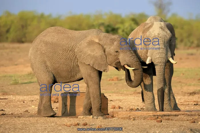 : African elephant (Loxodonta africana) : African elephant (Loxodonta africana)