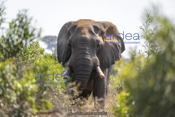 : African elephant (Loxodonta africana) : African elephant (Loxodonta africana)