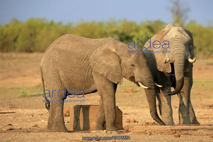 : African elephant (Loxodonta africana) : African elephant (Loxodonta africana)