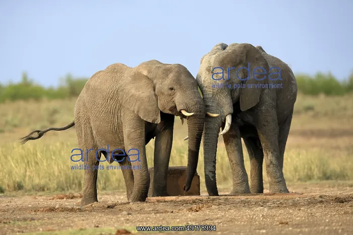 : African elephant (Loxodonta africana) : African elephant (Loxodonta africana)