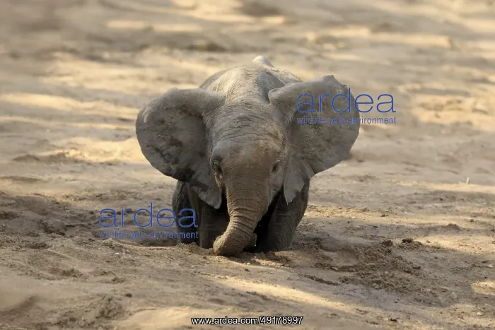 : African elephant (Loxodonta africana) : African elephant (Loxodonta africana)