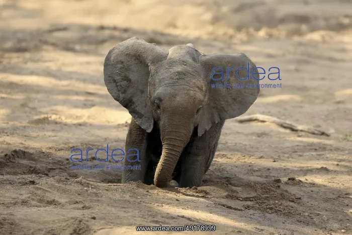 : African elephant (Loxodonta africana) : African elephant (Loxodonta africana)