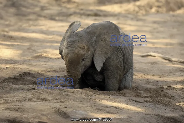 : African elephant (Loxodonta africana) : African elephant (Loxodonta africana)