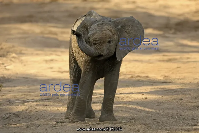 : African elephant (Loxodonta africana) : African elephant (Loxodonta africana)