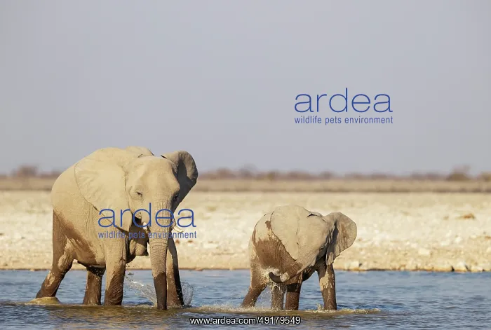 : African Elephant (Loxodonta africana)
