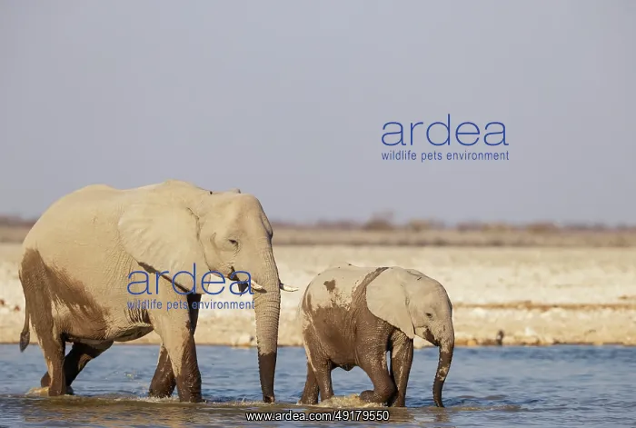  : African Elephant (Loxodonta africana)