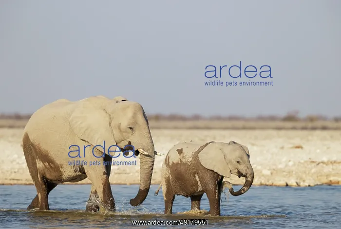  : African Elephant (Loxodonta africana)