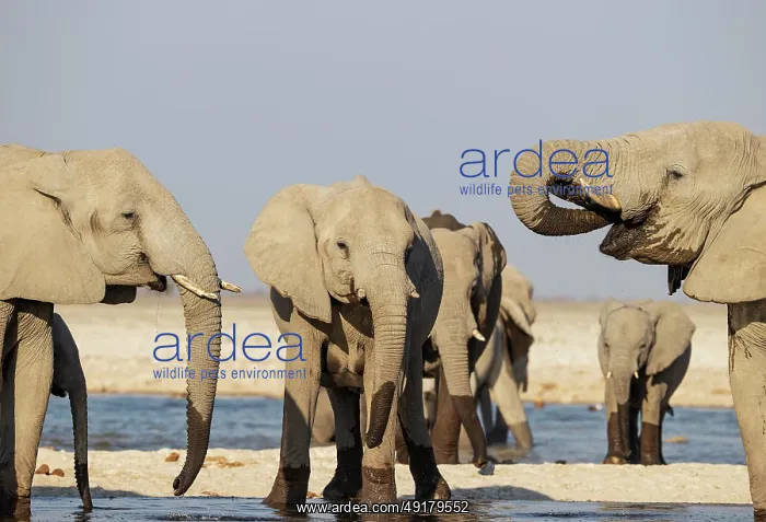  : African Elephant (Loxodonta africana)